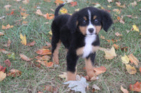 Bernese Mountain Dog