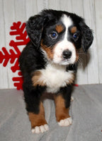 Bernese Mountain Dog