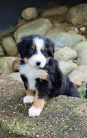 Bernese Mountain Dog