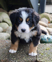 Bernese Mountain Dog