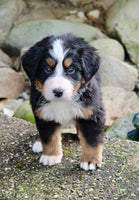 Bernese Mountain Dog