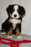 Bernese Mountain Dog