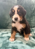 Bernese Mountain Dog