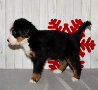 Bernese Mountain Dog
