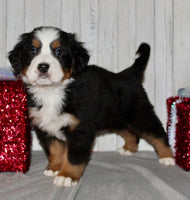 Bernese Mountain Dog