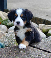 Bernese Mountain Dog