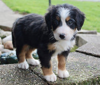 Bernese Mountain Dog