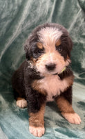 Bernese Mountain Dog