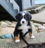 Bernese Mountain Dog