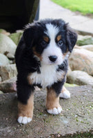Bernese Mountain Dog