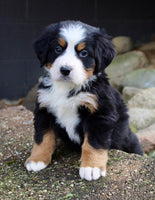 Bernese Mountain Dog