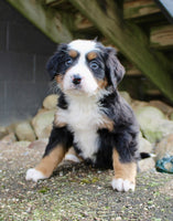Bernese Mountain Dog