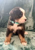 Bernese Mountain Dog