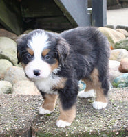 Bernese Mountain Dog