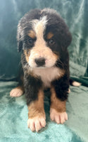 Bernese Mountain Dog