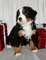 Bernese Mountain Dog