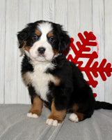 Bernese Mountain Dog