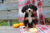 Bernese Mountain Dog