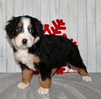 Bernese Mountain Dog