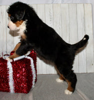 Bernese Mountain Dog