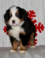 Bernese Mountain Dog