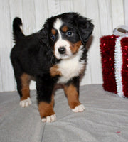 Bernese Mountain Dog
