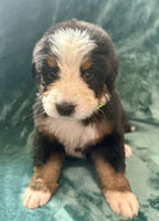 Bernese Mountain Dog