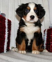 Bernese Mountain Dog