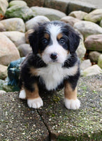 Bernese Mountain Dog
