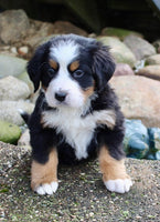 Bernese Mountain Dog