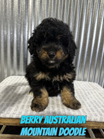 Berry Male Australian Mountain Doodle $600