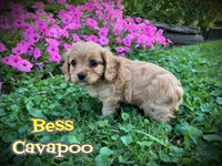 Bess Female Cavapoo $975