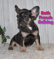 Beth Female AKC French Bulldog $1650