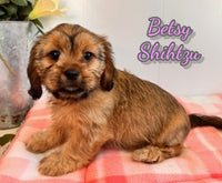 Betsy Female AKC Shihtzu $1150