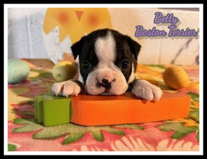 Betty Female AKC Boston Terrier $850
