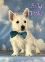 Betty Female AKC West Highland Terrier $1125
