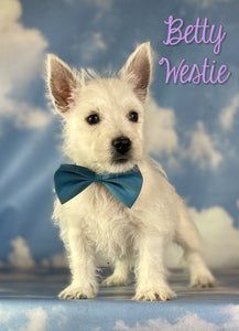 West Highland Terrier
