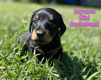 Beyonce Female ACA Mini Dachshund $1525