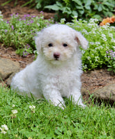 Bichpoo
