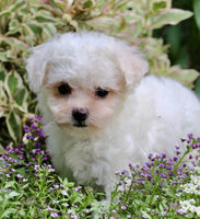 Bichpoo