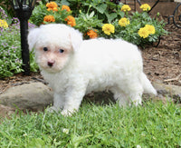 Bichpoo