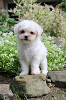 Bichpoo