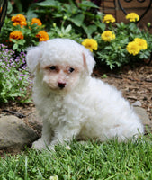 Bichpoo