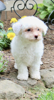 Bichpoo
