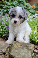 Bichpoo