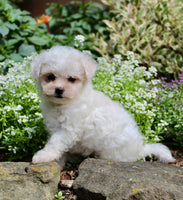 Bichpoo