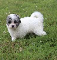 Bichpoo