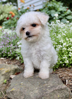 Bichpoo
