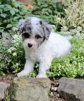 Bichpoo