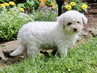 Bichpoo